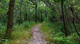 Waldweg