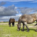 Pferde auf einer Wiese