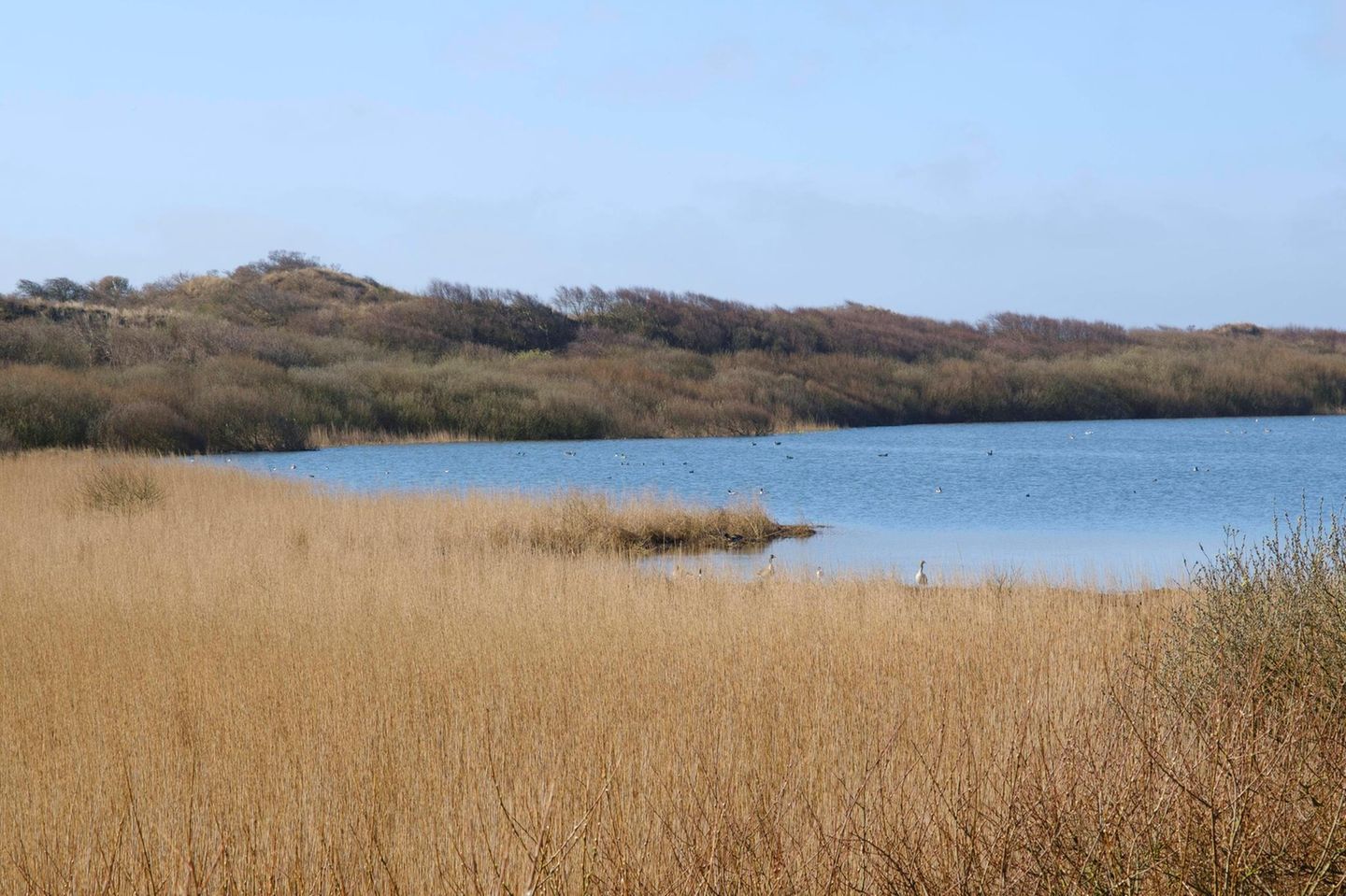 Hammersee: Größter Süßwassersee weit und breit See mit Vögeln