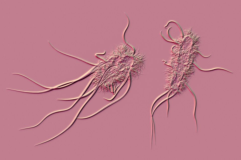 Computeranimierte E. Coli Bakterien in pink.