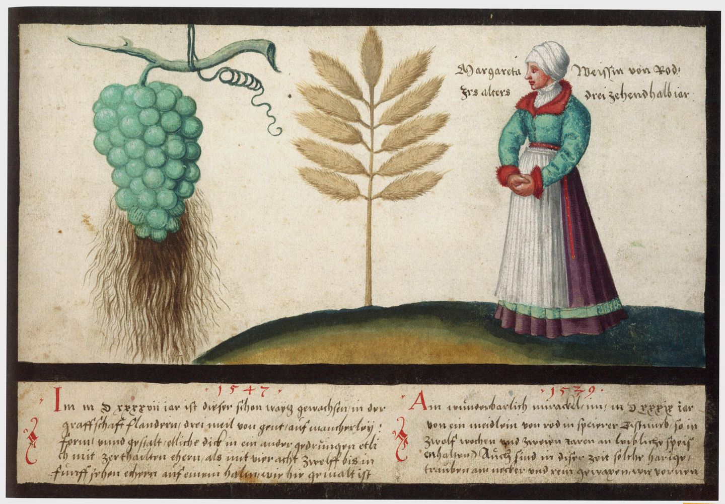 Wunderweizen und bärtige Trauben Illustration von Trauben und Ähren