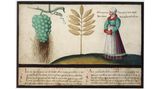 Illustration von Trauben und Ähren