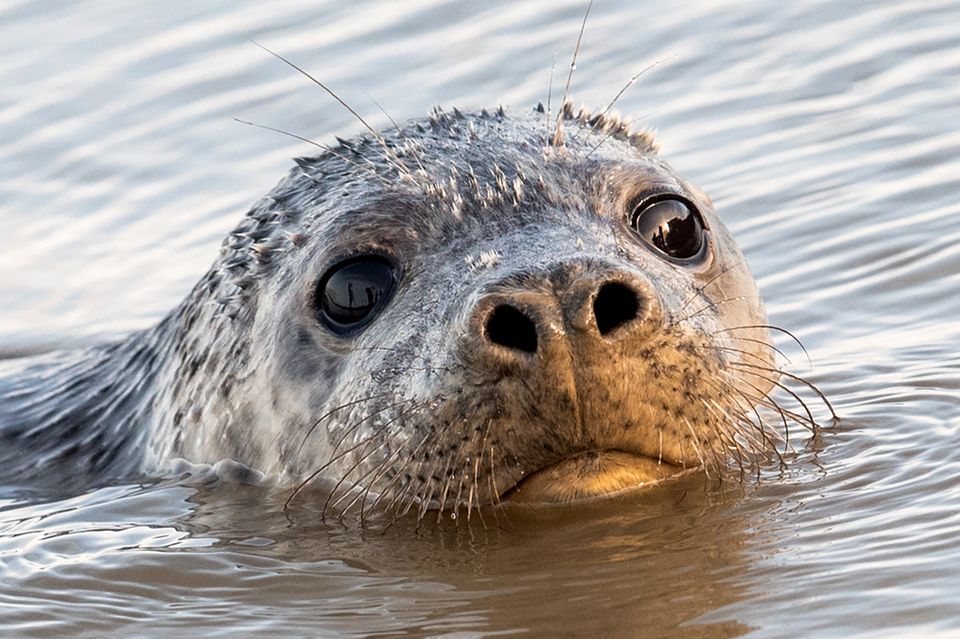 Im 20. Jahrhundert war die Kegelrobbe in der Ostsee fast ausgerottet. In den vergangenen Jahren stiegen die Bestände aber wieder