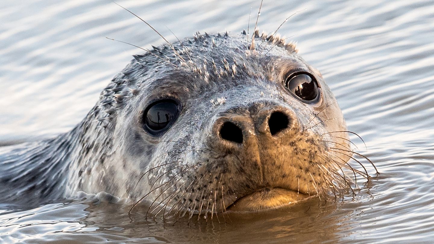 Im 20. Jahrhundert war die Kegelrobbe in der Ostsee fast ausgerottet. In den vergangenen Jahren stiegen die Bestände aber wieder