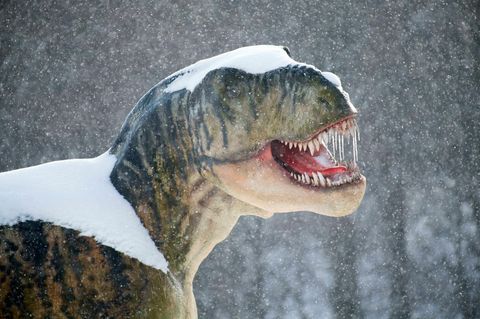 T Rex im Schnee