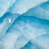 Küstenseeschwalbe vor Gletscher Vögel    Lobende Erwähnung