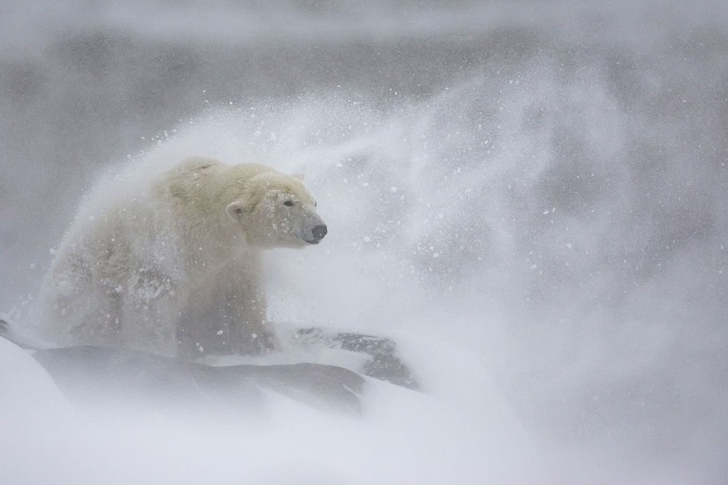 Eisbär im Schnee