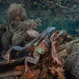 Grasfrösche unter Wasser