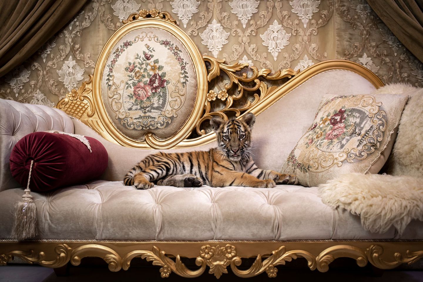 Tigerbaby auf einer Couch