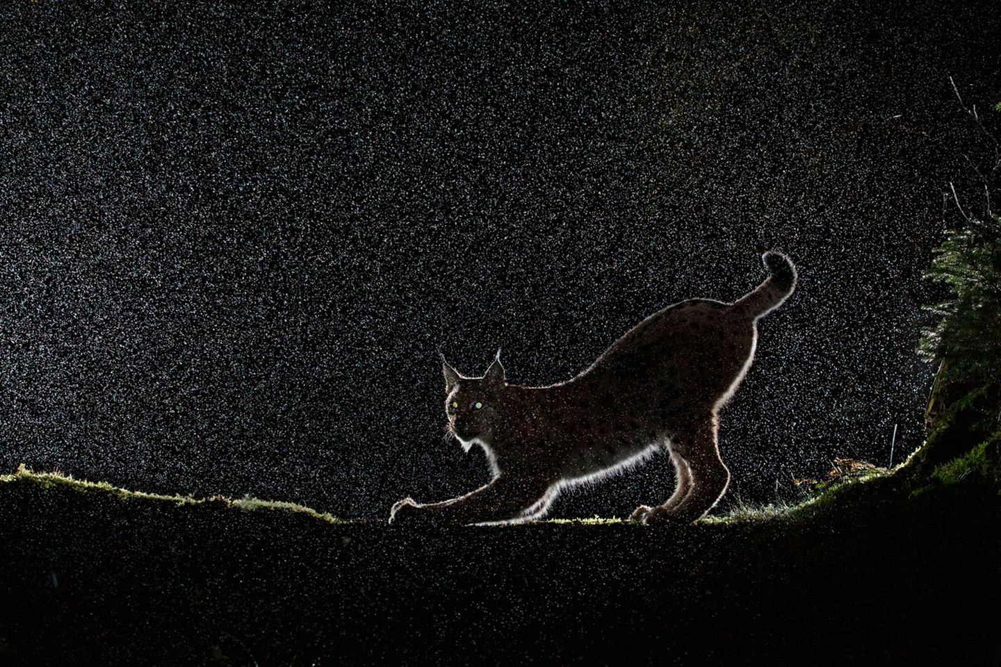 Luchs im Gegenlicht