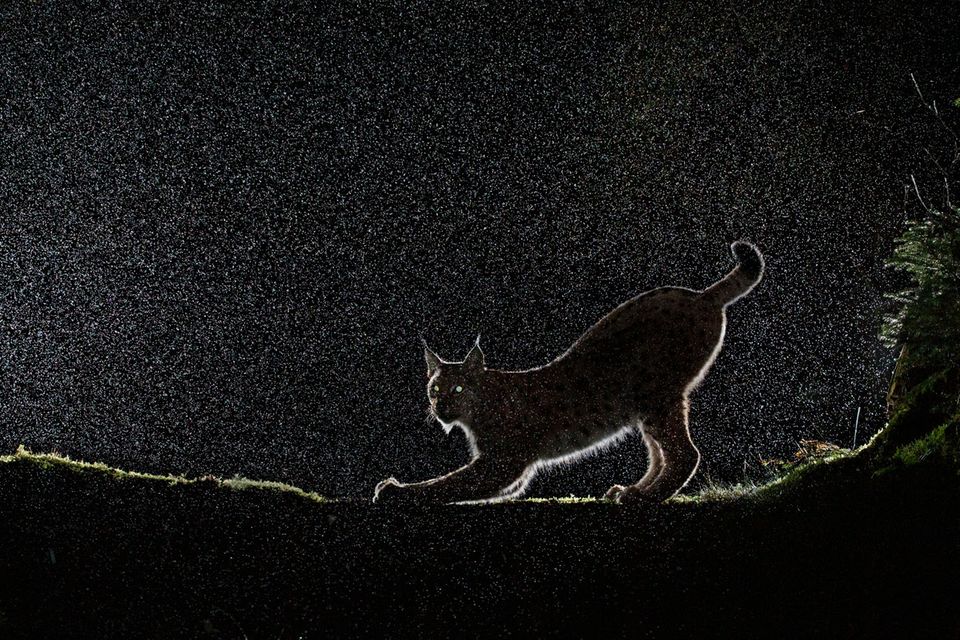 Luchs im Gegenlicht 1.5