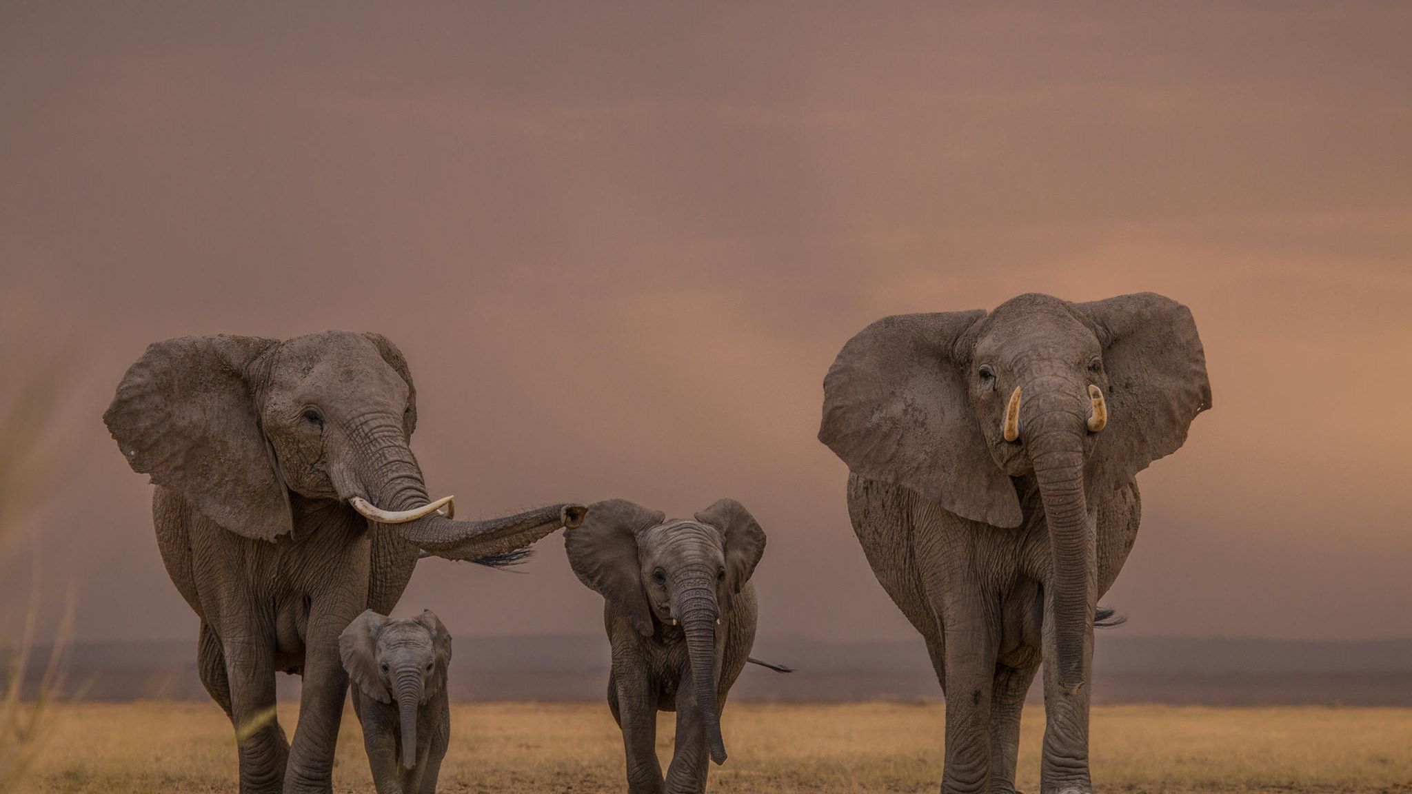 Elefantenherde in der Steppe in Kenia