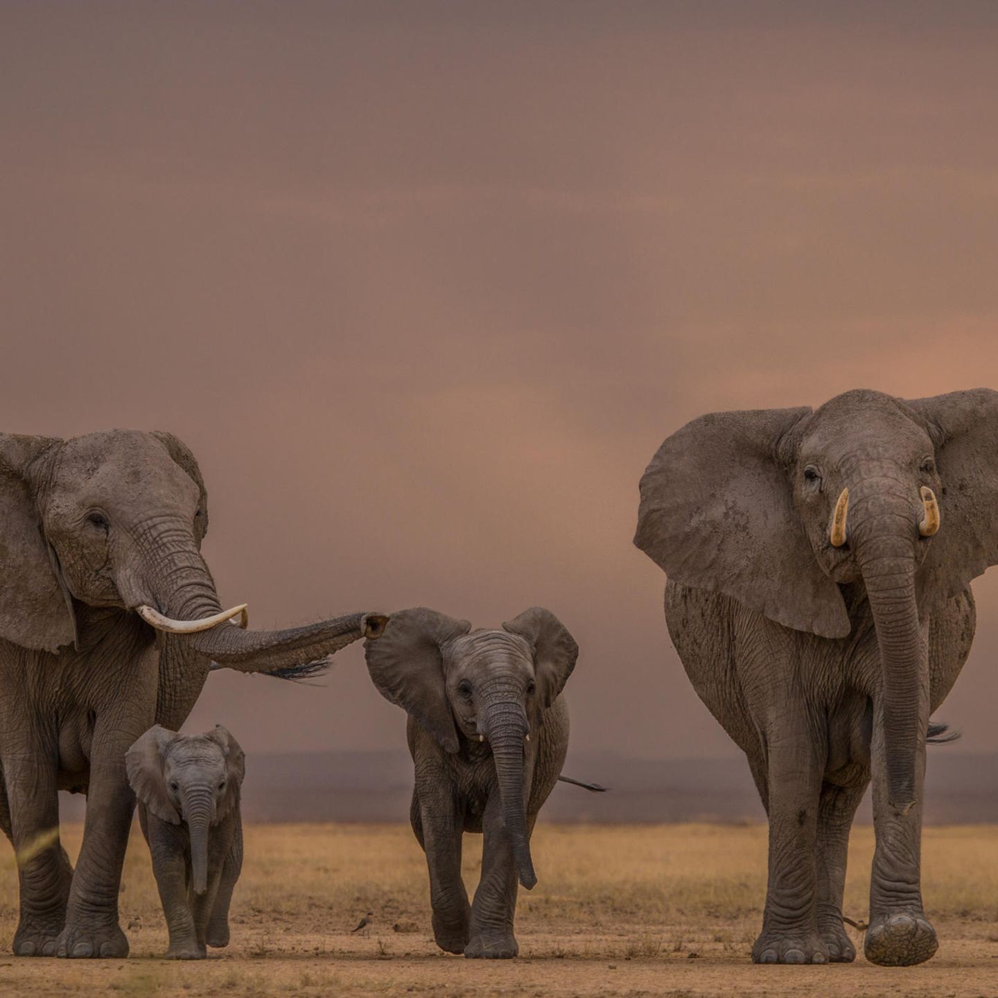 Elefantenherde in der Steppe in Kenia