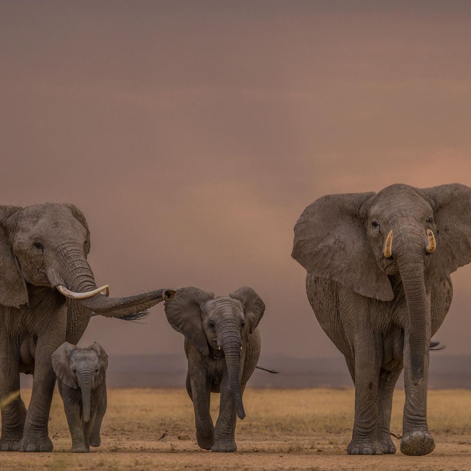 Elefantenherde in der Steppe in Kenia