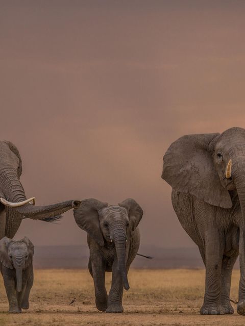 Elefantenherde in der Steppe in Kenia