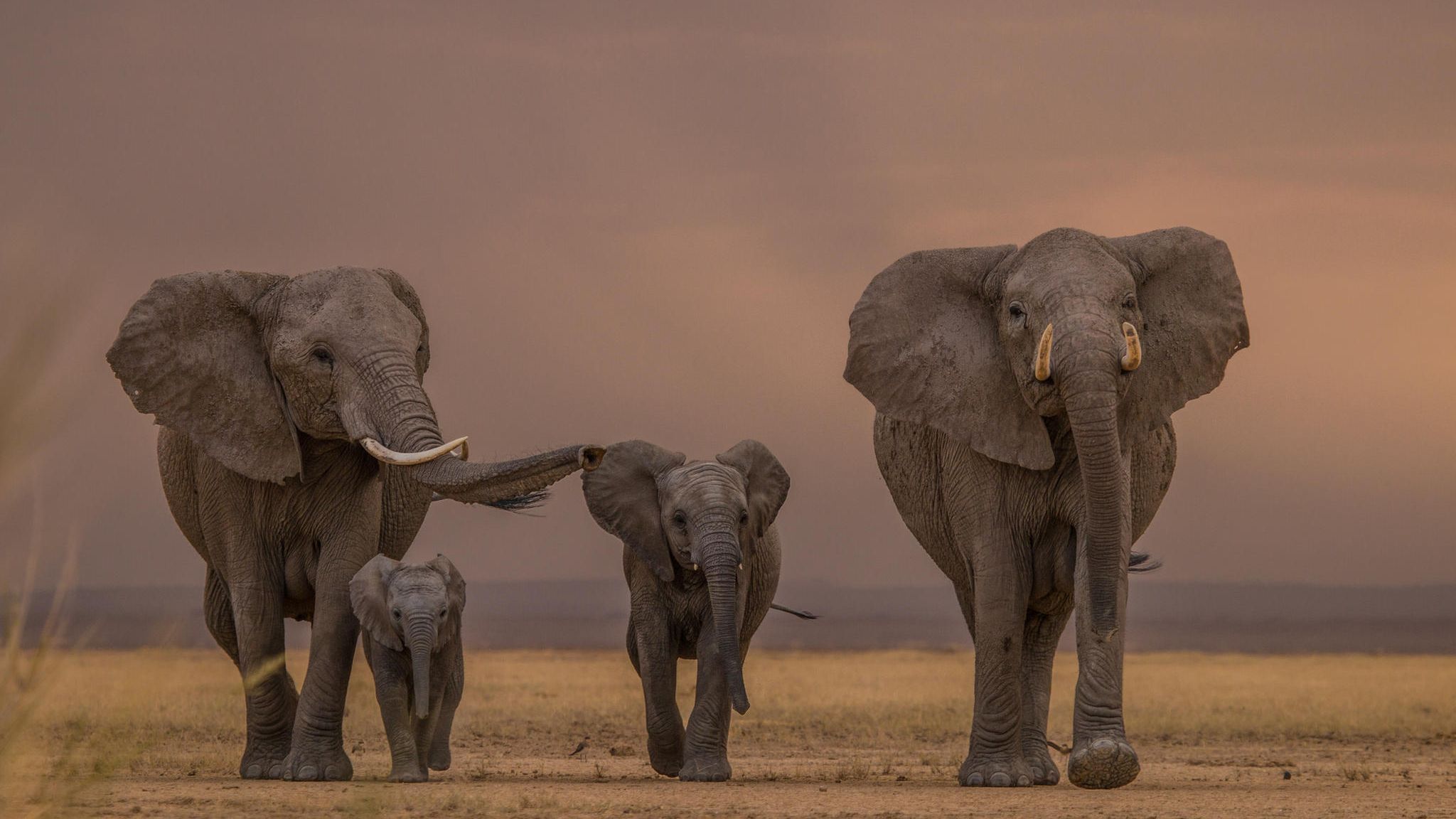 Elefantenherde in der Steppe in Kenia