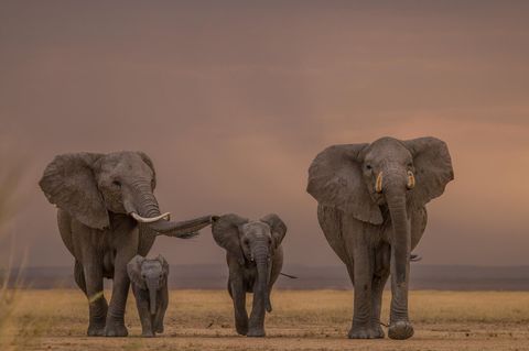 Elefantenherde in der Steppe in Kenia