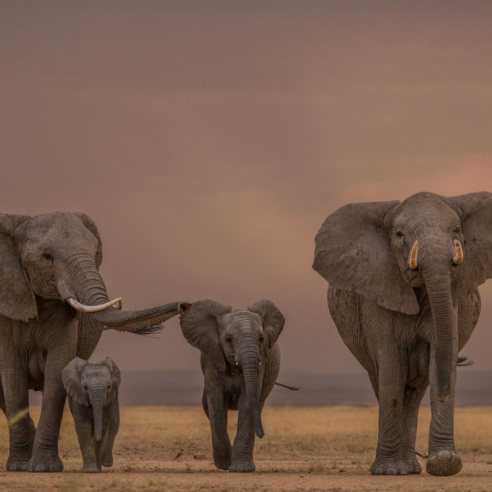 Elefantenherde in der Steppe in Kenia