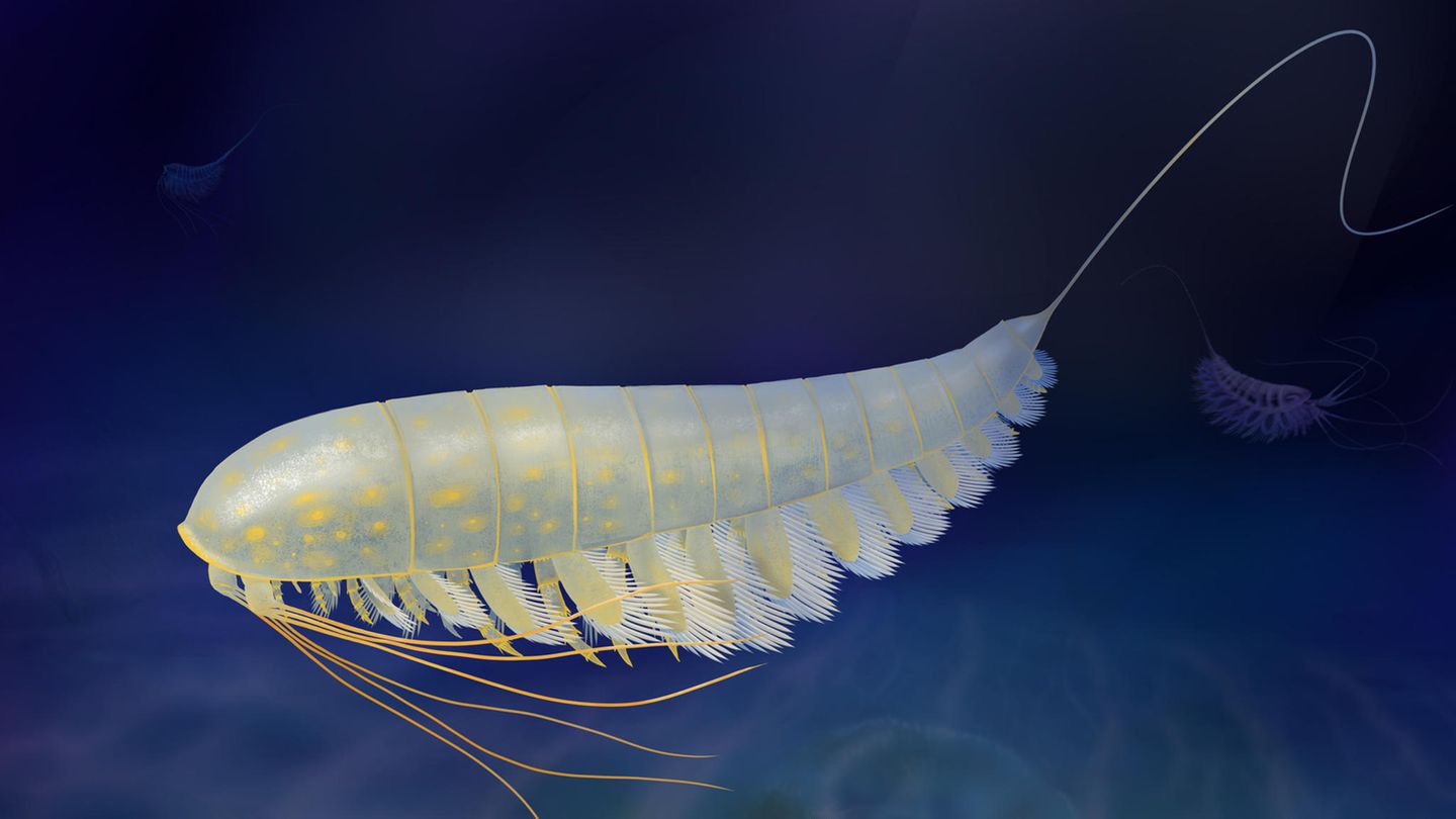 Eleganter Schwimmer: Anhand von Fossilienfunden haben Forschende das Aussehen von Lomankus edgecombei rekonstruiert