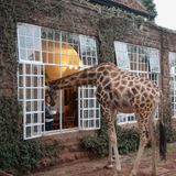 Giraffe schaut ins Fenster der Lodge