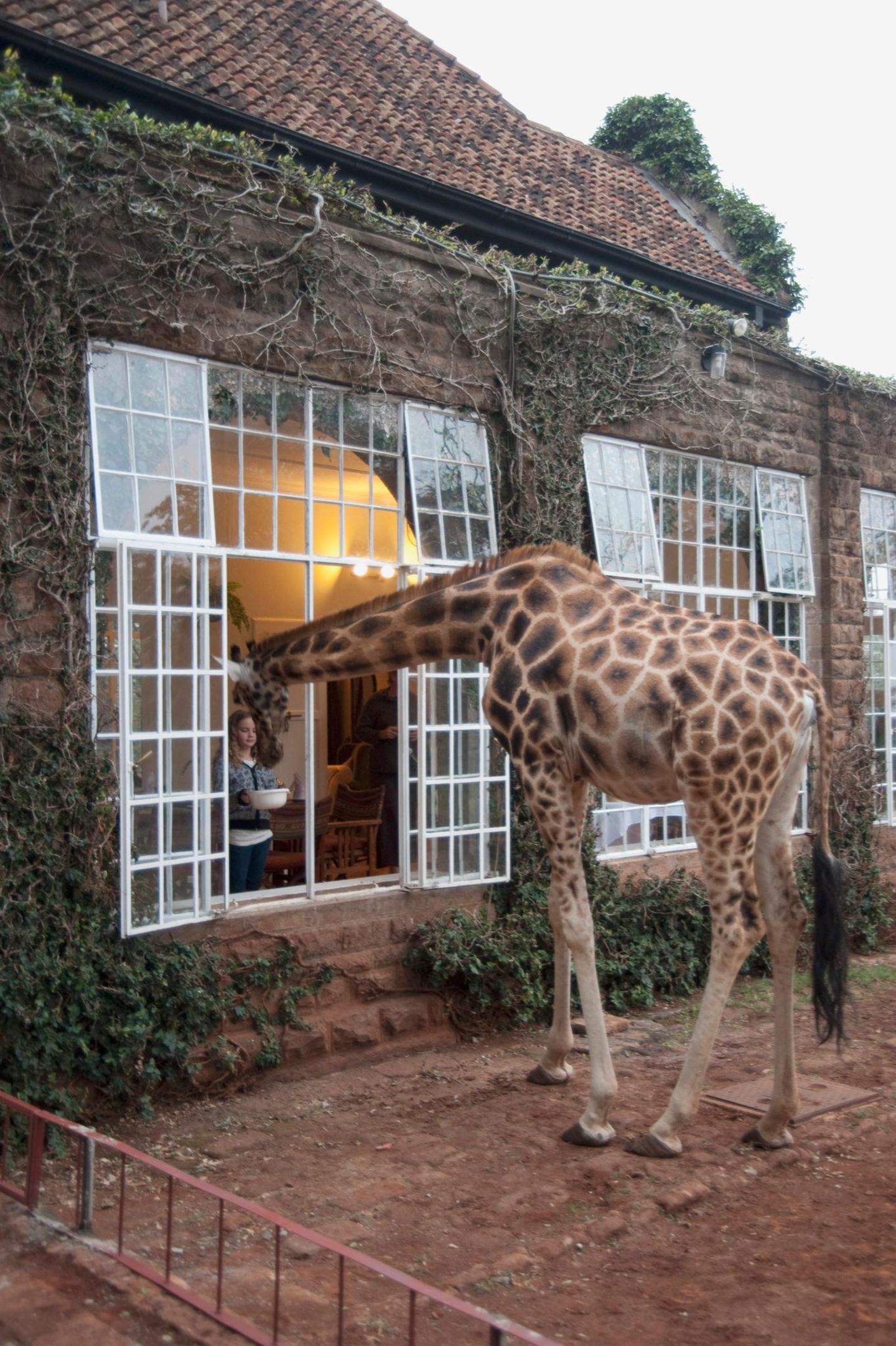Giraffe schaut ins Fenster der Lodge