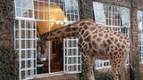 Giraffe schaut ins Fenster der Lodge