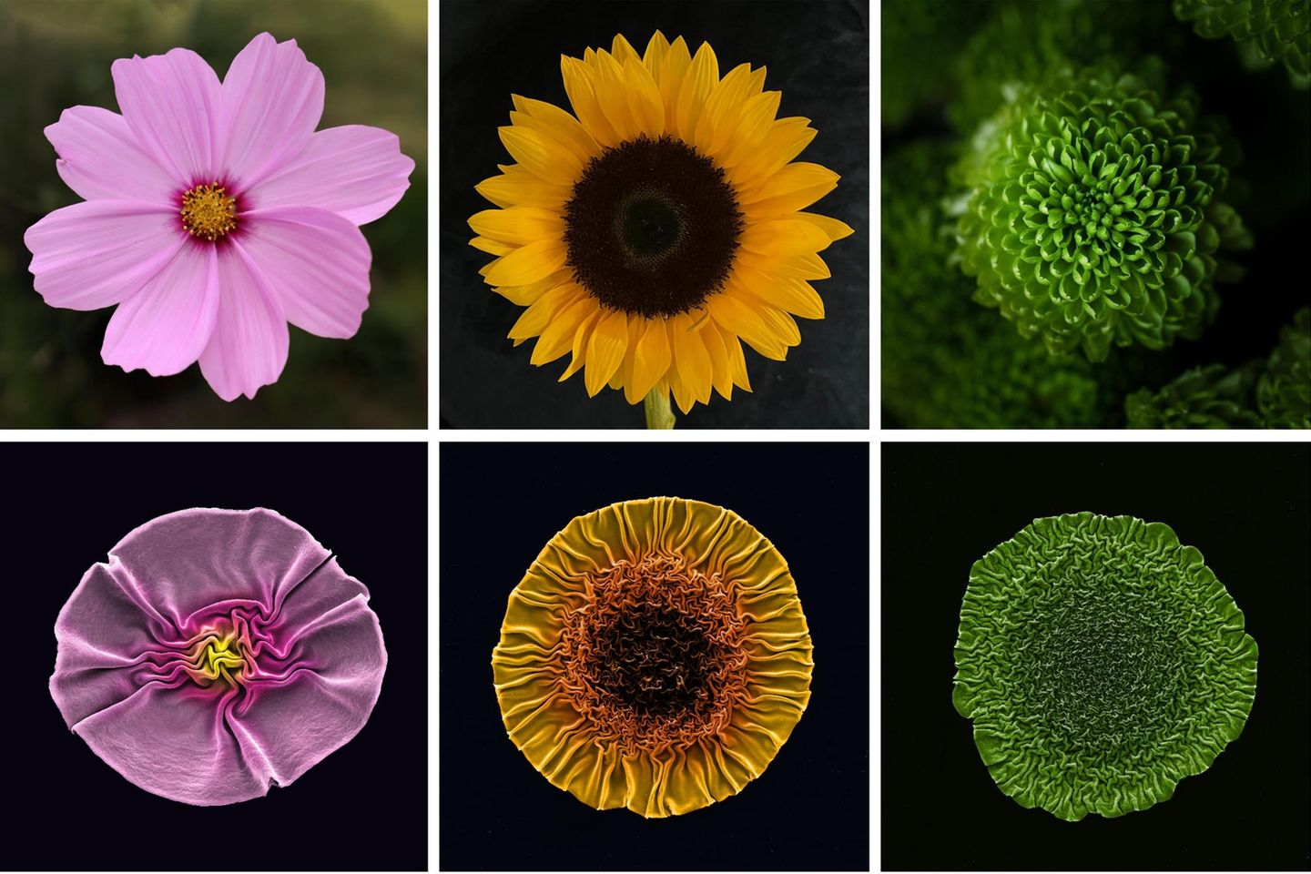 Phages im Vergleich zu Blumen