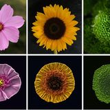 Phages im Vergleich zu Blumen