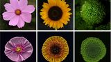 Phages im Vergleich zu Blumen