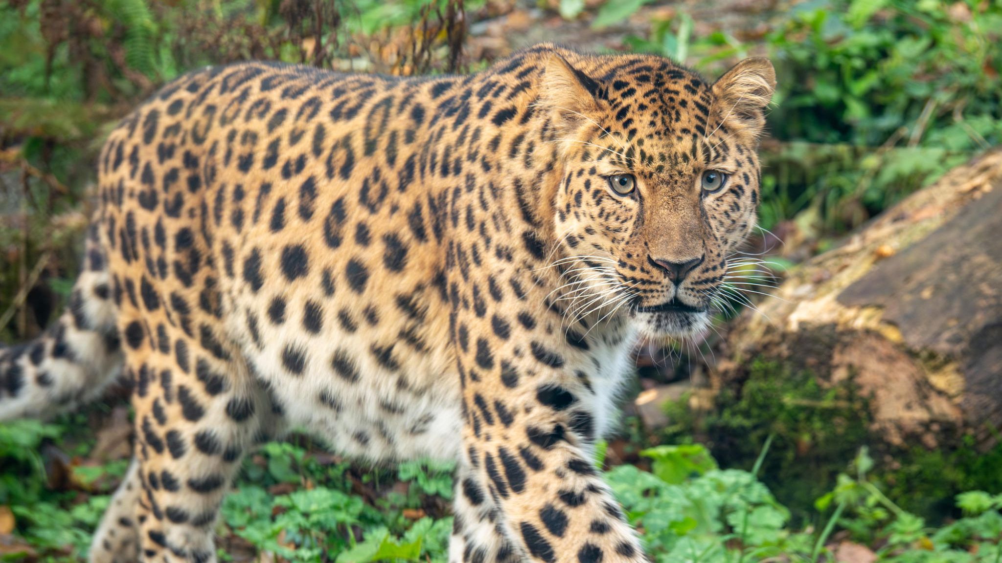 Leopard