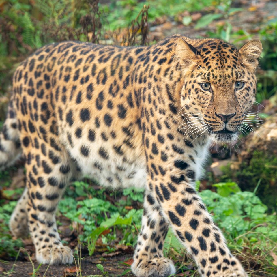 Leopard