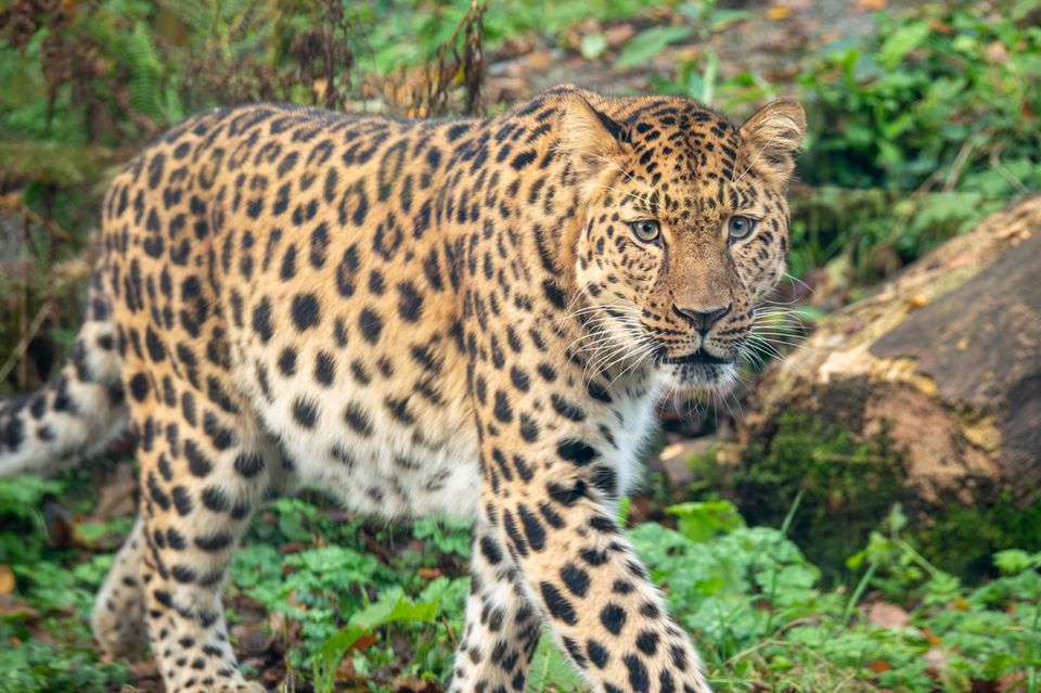 Leopard 1.3325