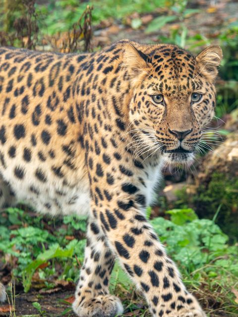 Leopard