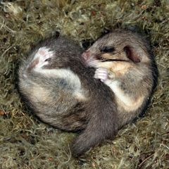 Siebenschläfer im Nest