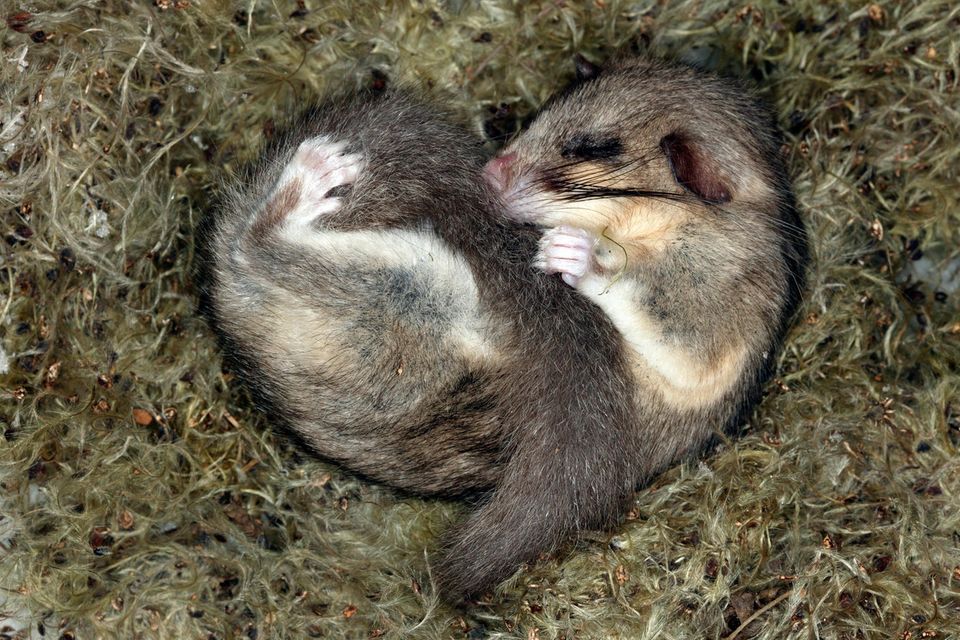 Siebenschläfer im Nest