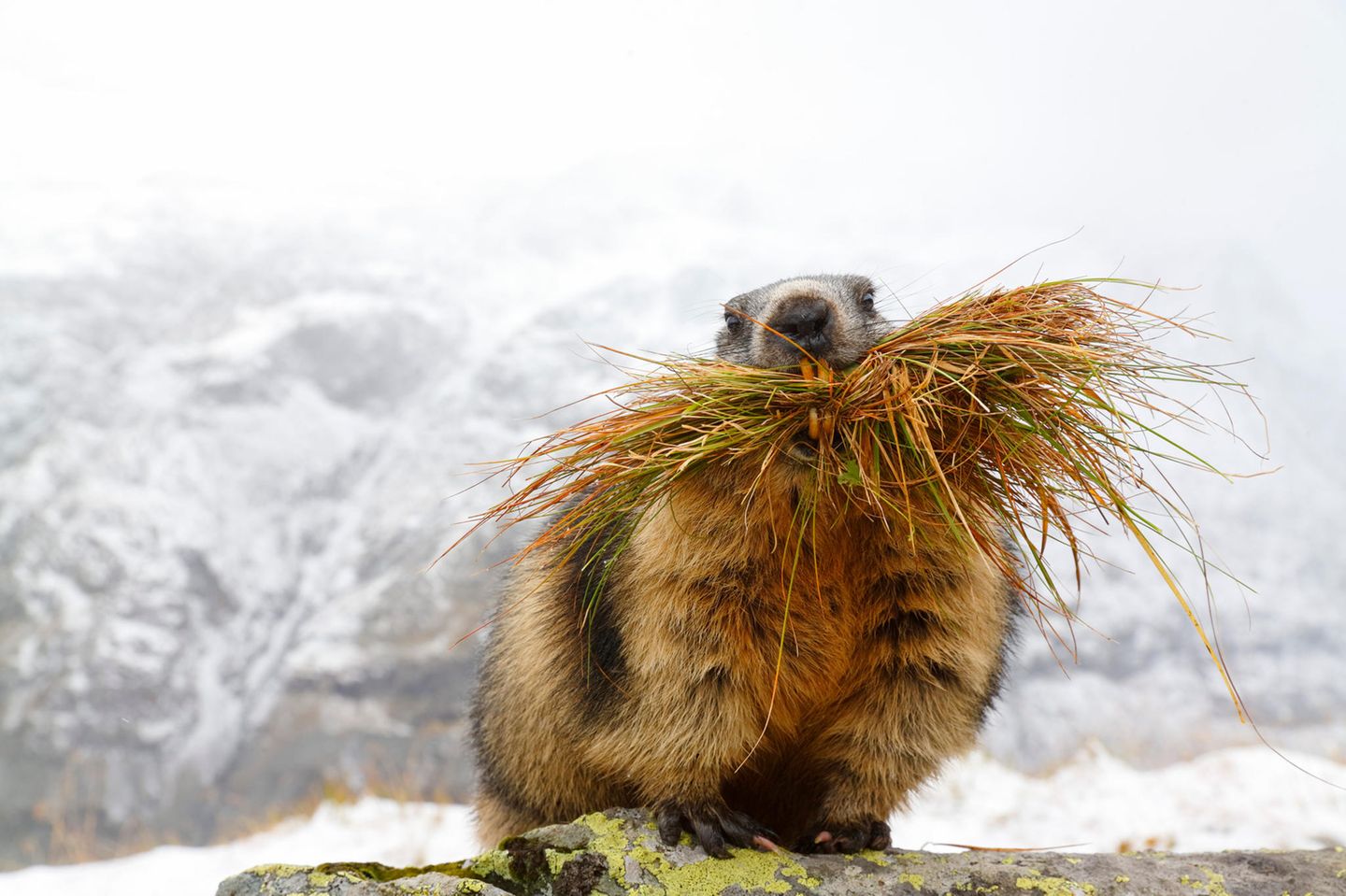Zeit zum Einmummeln Murmeltier mit Heu im Maul