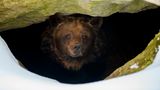 Braunbär in einer Höhle