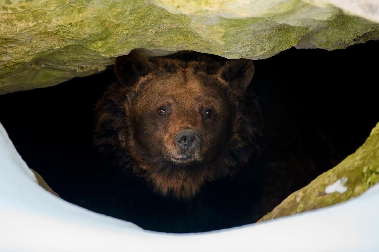 Braunbär in einer Höhle