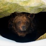 Braunbär in einer Höhle