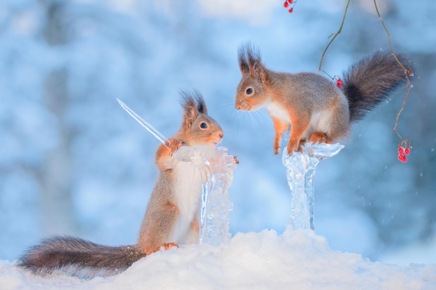 Trotz Eis und Schnee aktiv Eichhörnchen im Winter