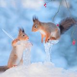 Eichhörnchen im Winter