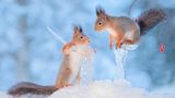 Eichhörnchen im Winter