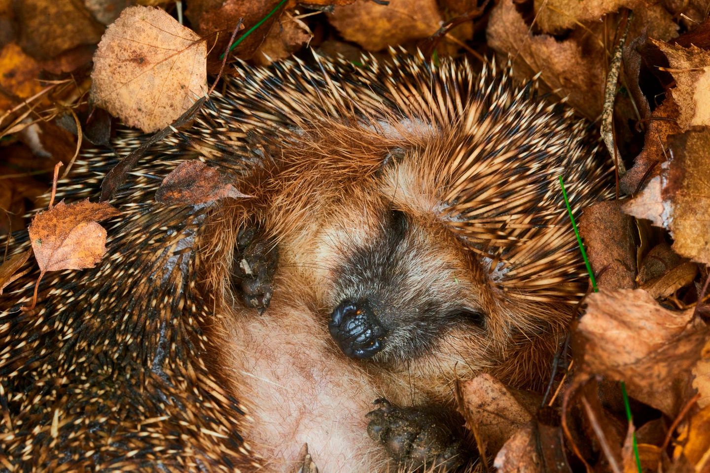 Energiesparmaßnahmen Igel im Winterschlaf