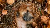Igel im Winterschlaf