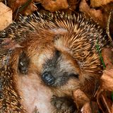 Igel im Winterschlaf