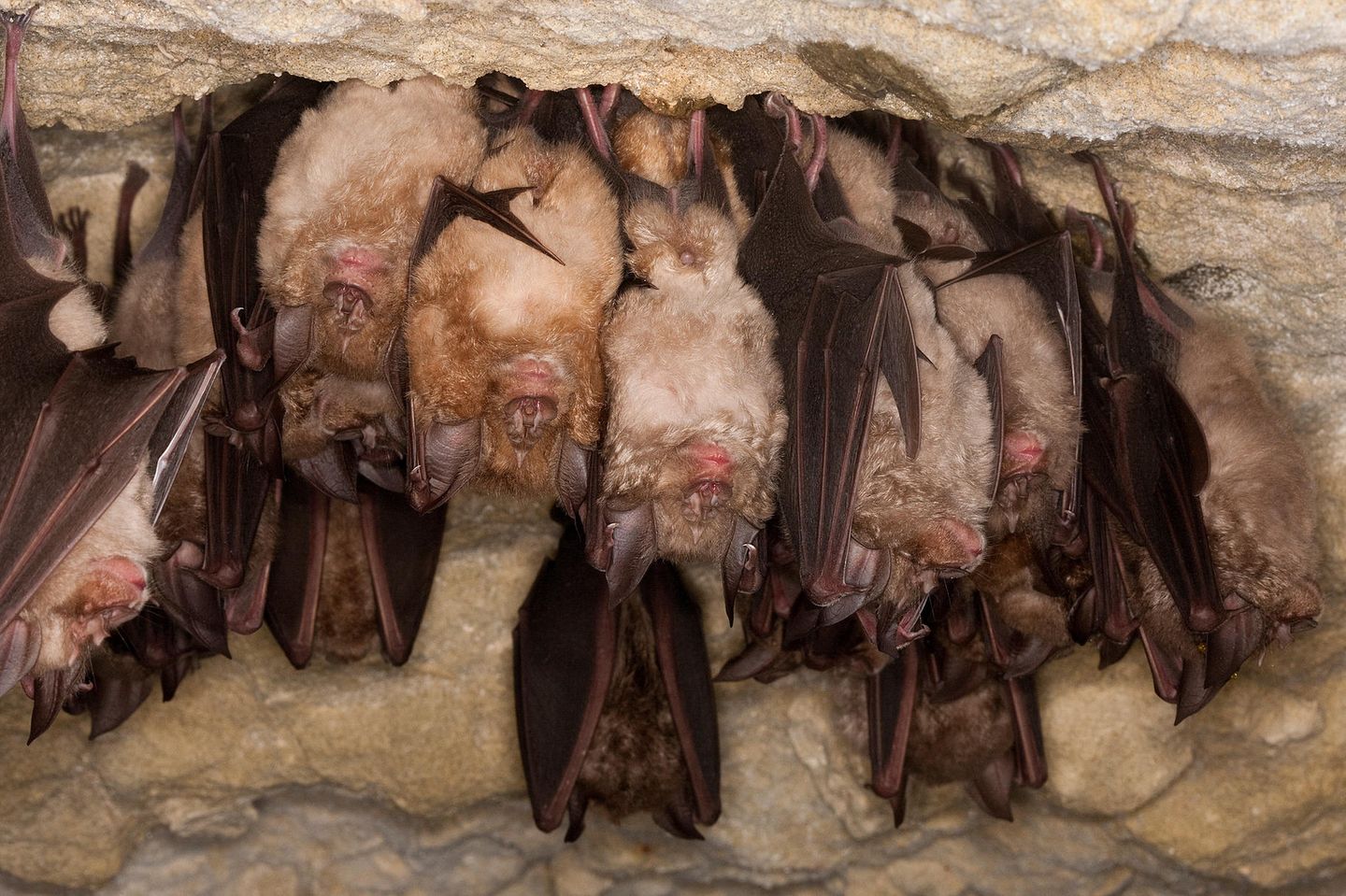 Große Hufeisennase Rhinolophus Ferrumequinum