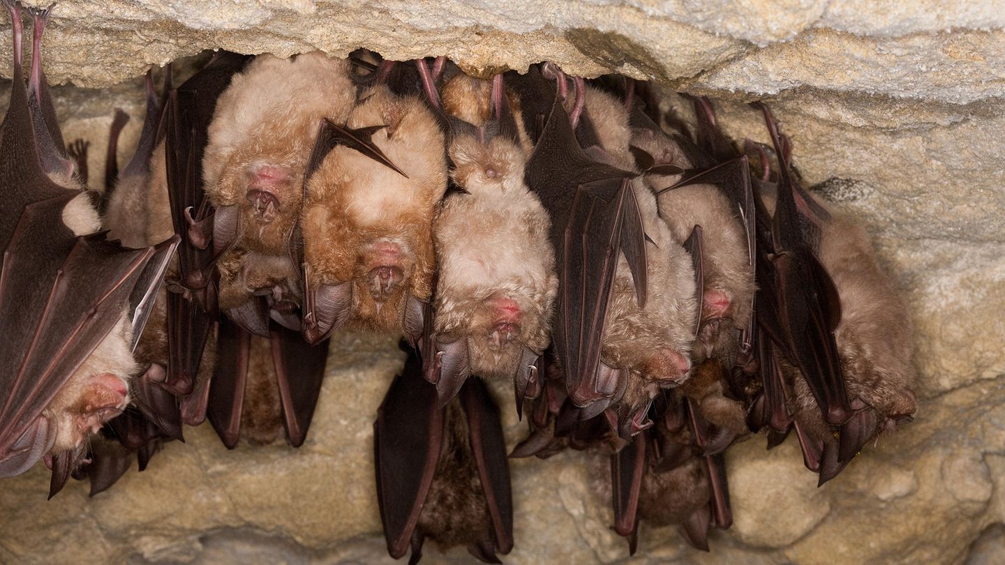 Kopf über durch den Winter Große Hufeisennase Rhinolophus Ferrumequinum