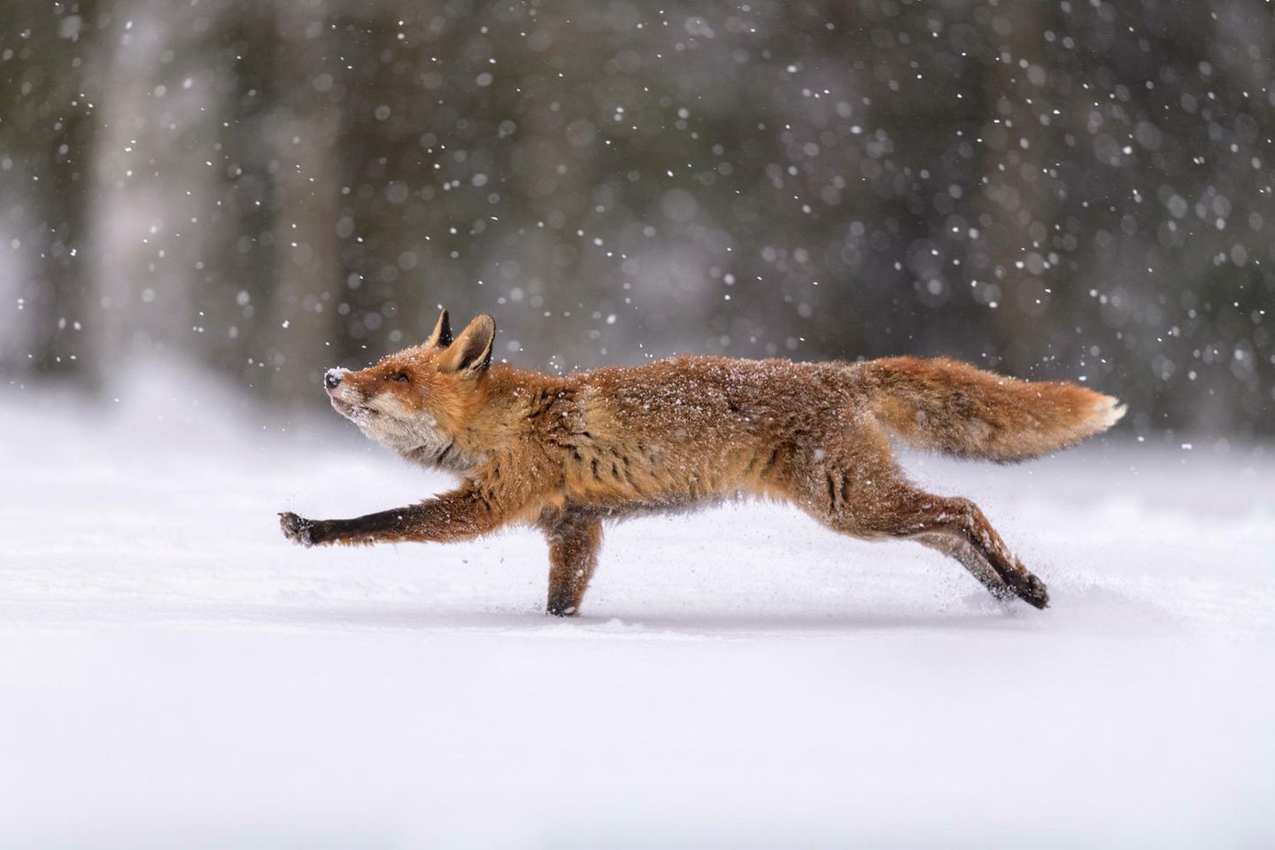 Der mit dem Schnee tanzt Fuchs im Schnee