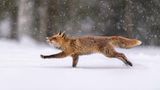 Fuchs im Schnee