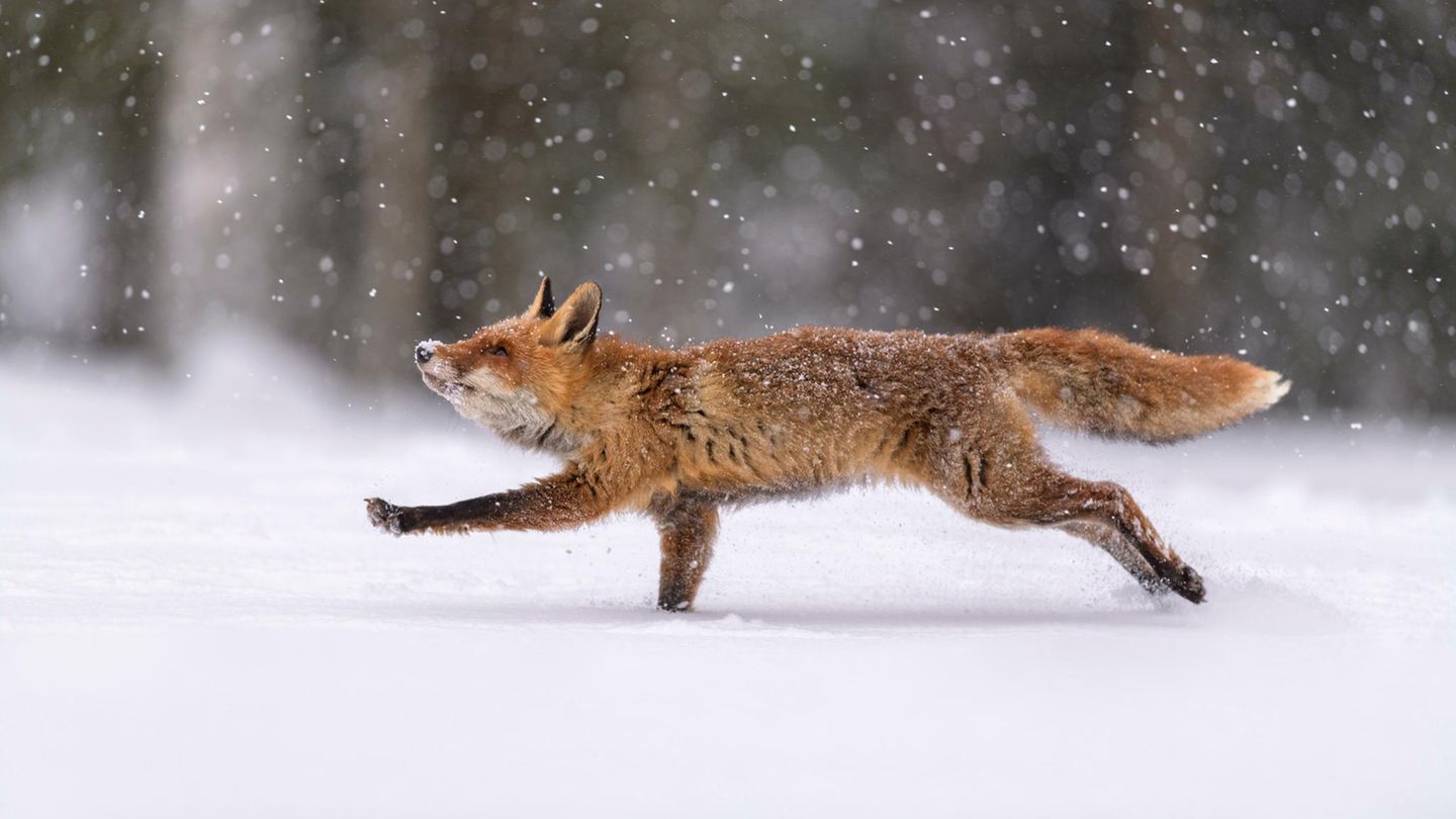 Der mit dem Schnee tanzt Fuchs im Schnee